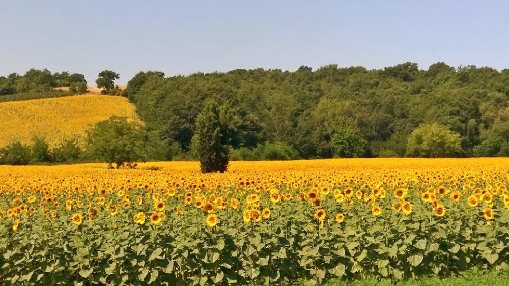 
IBIKETUSCANYSIDEROADS
Tour/visite turistiche
IL NOSTRO PARTNER PER LE VOSTRE VACANZE IN BICI 